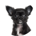 Chihuahua kastrieren Kosten Chihuahua kastrieren Kosten