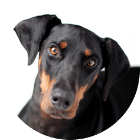 Dobermann kastrieren Kosten Dobermann kastrieren Kosten