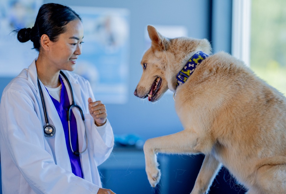 Hundeversicherung mit Kastration