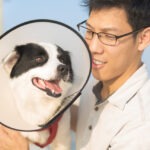 Kastration Hund Vorbereitung, OP Ablauf, Nachsorge