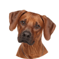 Rhodesian Ridgeback kastrieren Kosten Rhodesian Ridgeback kastrieren Kosten