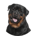 Rottweiler kastrieren Kosten Rottweiler kastrieren Kosten
