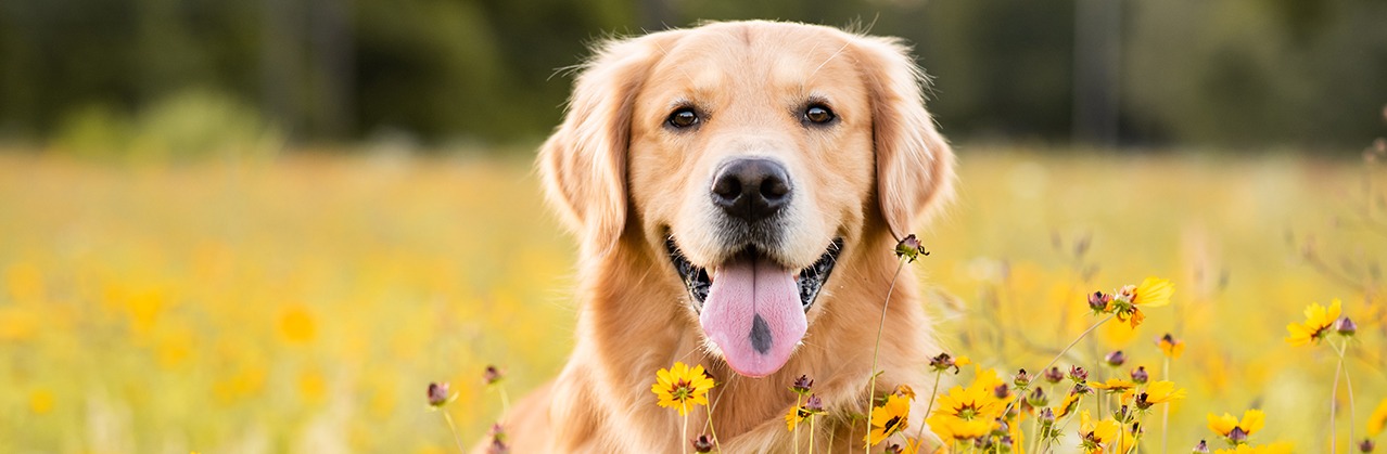 Hunde-OP Versicherung Hundekrankenversicherung mit Kastration