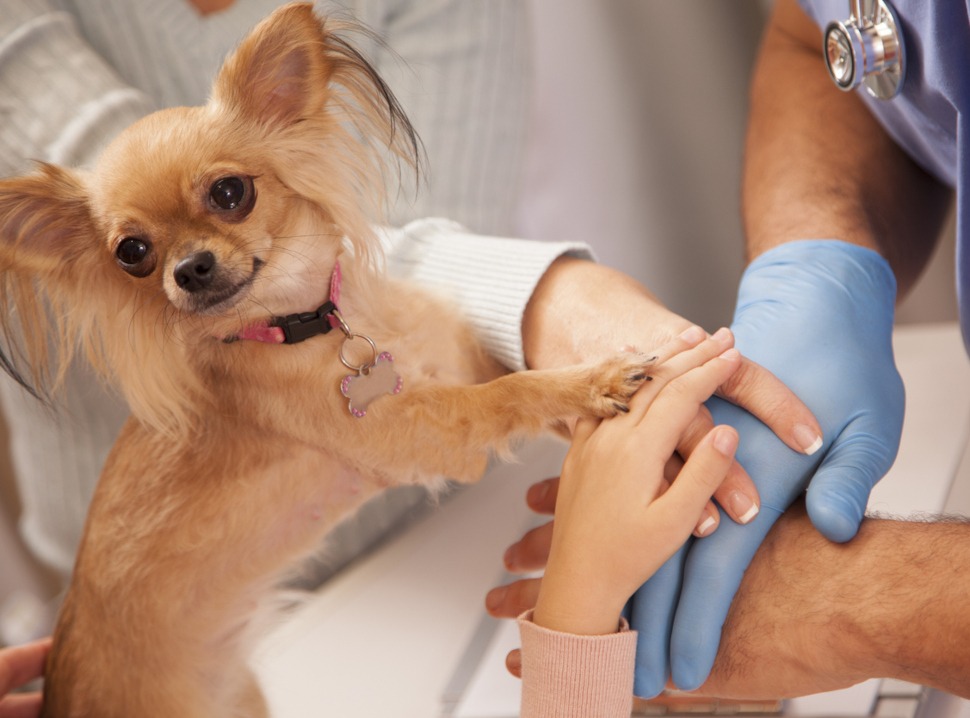 Hundekrankenversicherung mit Kastration