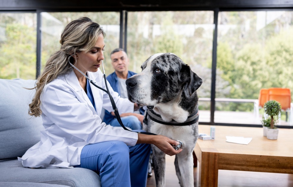 Hundekrankenversicherung mit Kastration