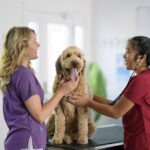 Hunde-OP Versicherung mit Kastration