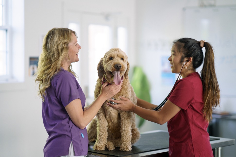 Hunde-OP Versicherung mit Kastration