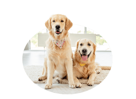 Hunde-OP Versicherung Hundekrankenversicherung mit Kastration