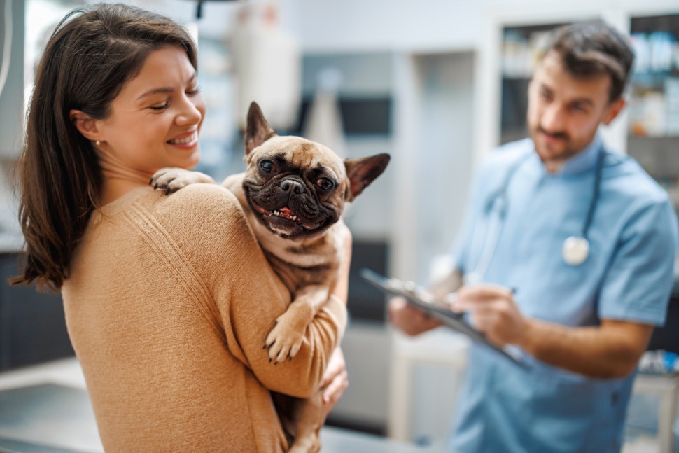 Kastration Hund Auswirkungen und Spätfolgen