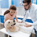 Kastration Hund Folgen und Komplikationen