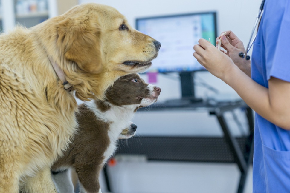 Kastration Hund mögliche Gründe