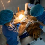 Kastration Hund OP Verfahren