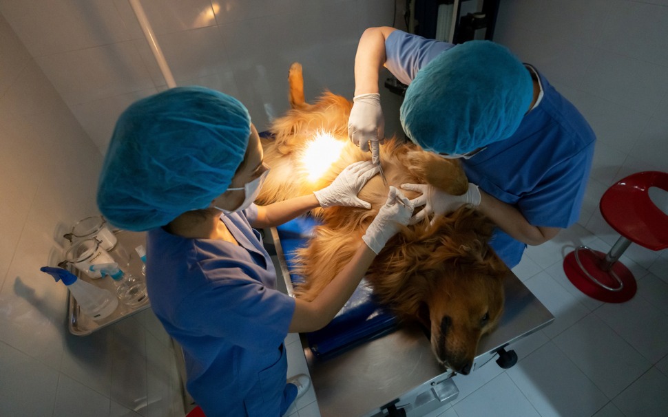 Kastration Hund OP Verfahren