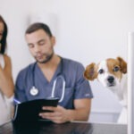 Hund kastrieren Nachteile und Risiken