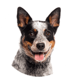 Australian Cattle Dog kastrieren