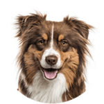 Australian Shepherd kastrieren