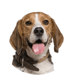 Beagle kastrieren