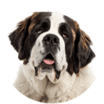 Saint Bernard / Bernhardiner kastrieren