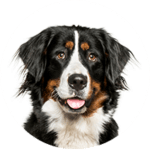 Berner Sennenhund kastrieren