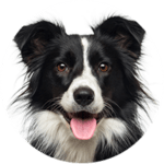 Border Collie kastrieren