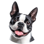 Boston Terrier kastrieren