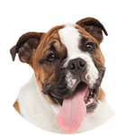 Bulldogge kastrieren