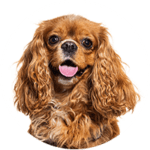 Cavalier King Charles Spaniel kastrieren
