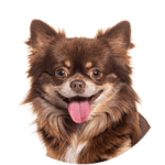 Chihuahua kastrieren