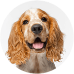 Cocker Spaniel kastrieren