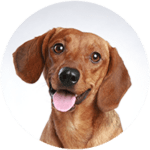 Dachshund / Dackel kastrieren