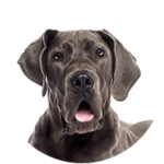 Great Dane/Deutsche Dogge kastrieren