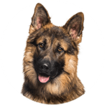 Deutscher Schäferhund kastrieren