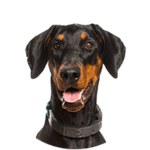 Dobermann / Pinscher kastrieren