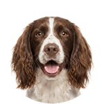 English Springer Spaniel kastrieren