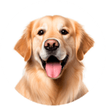 Golden Retriever kastrieren