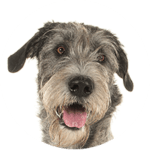 Irischer Wolfshund kastrieren