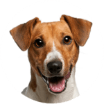 Jack-Russell Terrier kastrieren