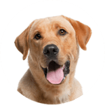 Labrador Retriever kastrieren