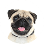 Pug / Mops kastrieren