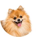 Pomeranian / Zwergspitz kastrieren