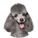 Pudel, Pudel (Miniature) und Pudel (Toy) kastrieren