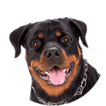 Rottweiler kastrieren