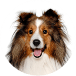 Shetland Sheepdog kastrieren