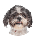 Shih Tzu kastrieren