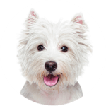 West Highland White / Westie kastrieren