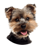 Yorkshire Terrier kastrieren