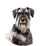 Zwergschnauzer kastrieren